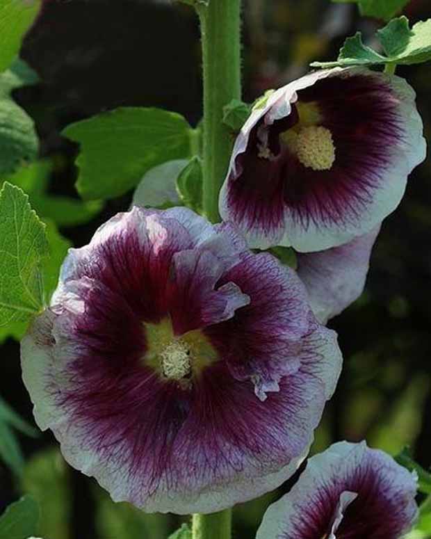 Rose trémière Crème de Cassis - Alcea rosea crème de cassis - Plantes d'extérieur