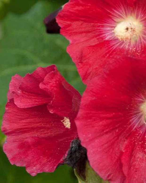 Rose trémière Mars Magic - Alcea rosea mars magic - Plantes vivaces