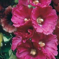 Rose Trémière Simplex en mélange - Alcea rosea simplex - Plantes d'extérieur