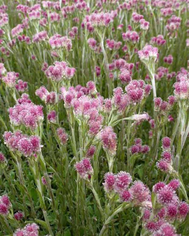 3 Antennaires dioïques Rubra - Antennaria dioica rubra - Plantes d'extérieur