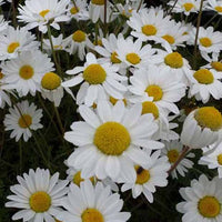 3 Camomilles Karpatenschnee - Anthemis carpatica karpatenschnee - Plantes d'extérieur