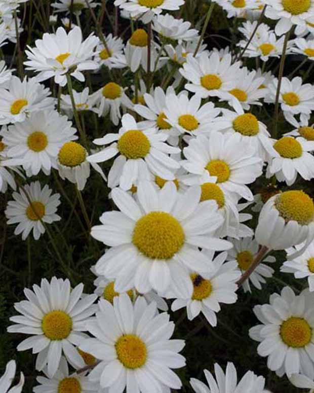 3 Camomilles Karpatenschnee - Anthemis carpatica karpatenschnee - Plantes d'extérieur