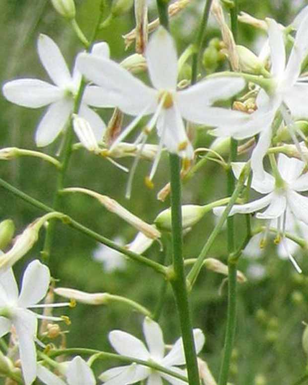 Phalangère rameuse - Anthericum ramosum - Graminées