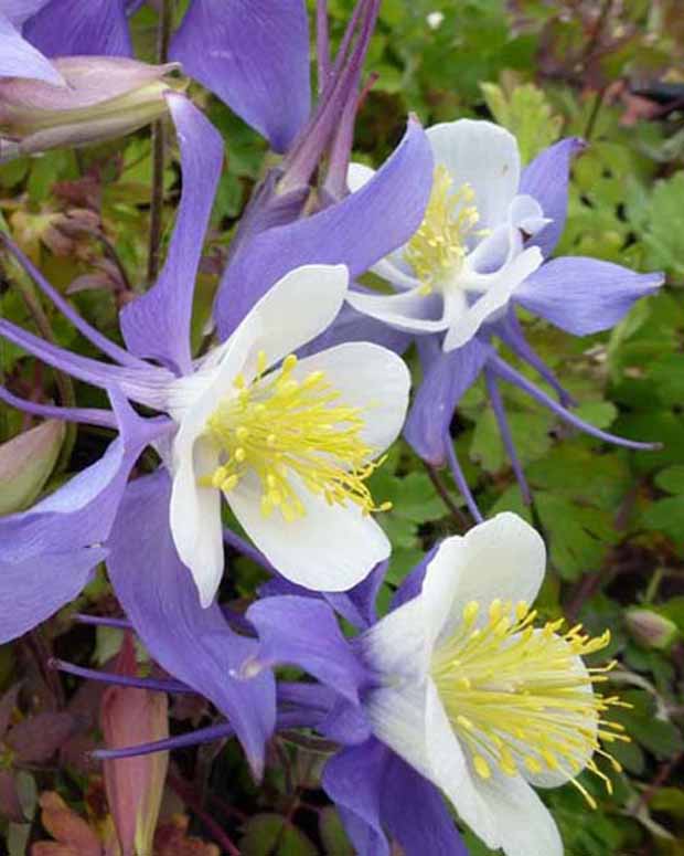 3 Ancolies Mrs. M. Nicholls - Aquilegia mrs m. nicholls - Plantes vivaces