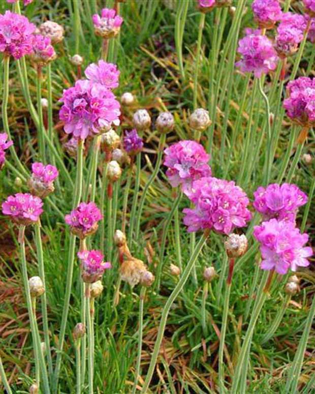 3 Géraniums à massif blancs - Armeria maritima splendens perfecta - Plantes vivaces