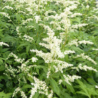 Armoise laiteuse Elfenbein - Artemisia lactiflora elfenbein - Plantes d'extérieur