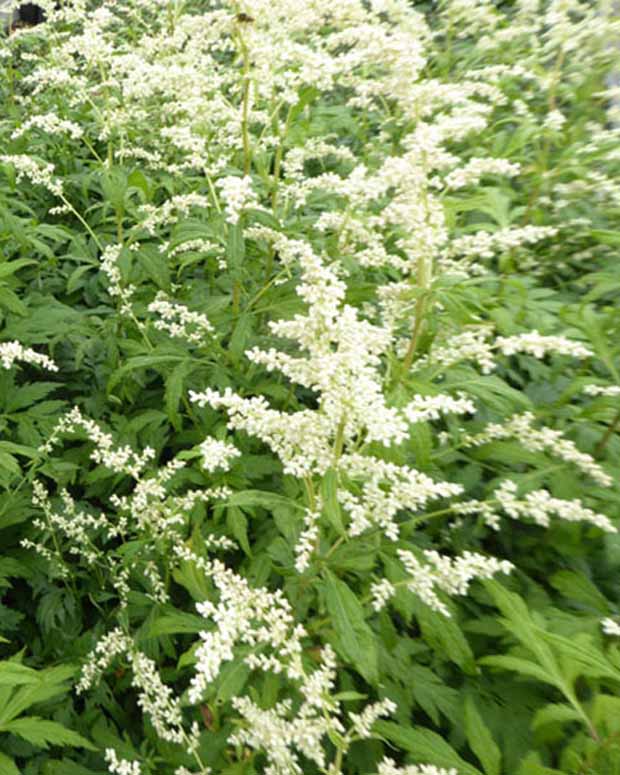 Armoise laiteuse Elfenbein - Artemisia lactiflora elfenbein - Plantes vivaces