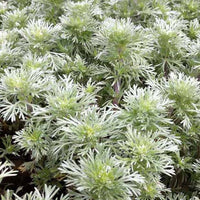 Armoise Nana - Artemisia schmidtiana nana - Plantes d'extérieur