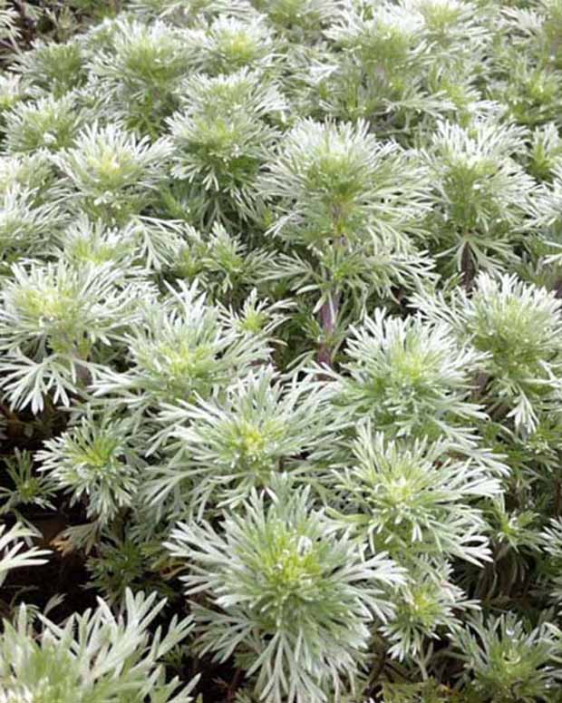 Armoise Nana - Artemisia schmidtiana nana - Plantes vivaces