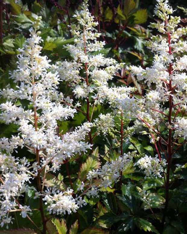 Astilbe hybride Rock and Roll - Astilbe rock and roll - Plantes d'extérieur