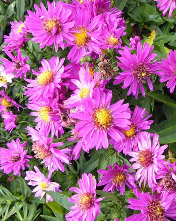 3 Astères nains Starlight - Aster novi-belgii starlight - Plantes d'extérieur