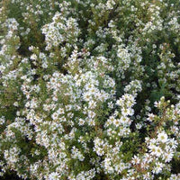 3 Astères éricoïdes Schneetanne - Aster ericoides schneetanne - Plantes d'extérieur