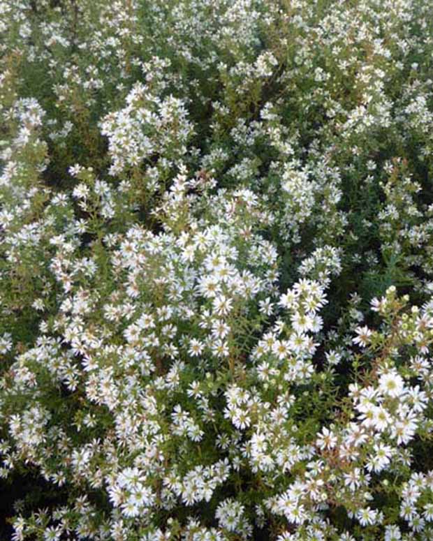 3 Astères éricoïdes Schneetanne - Aster ericoides schneetanne - Plantes d'extérieur