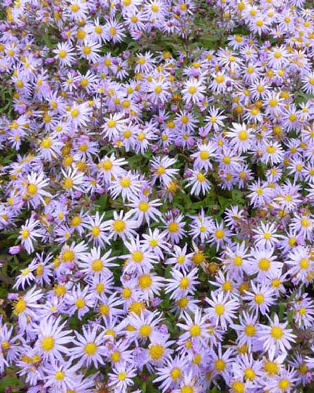 Marguerite d'automne Eleven Purple - Aster eleven purple - Plantes vivaces