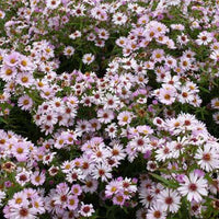 Marguerite d'automne Kylie - Aster kylie - Plantes d'extérieur