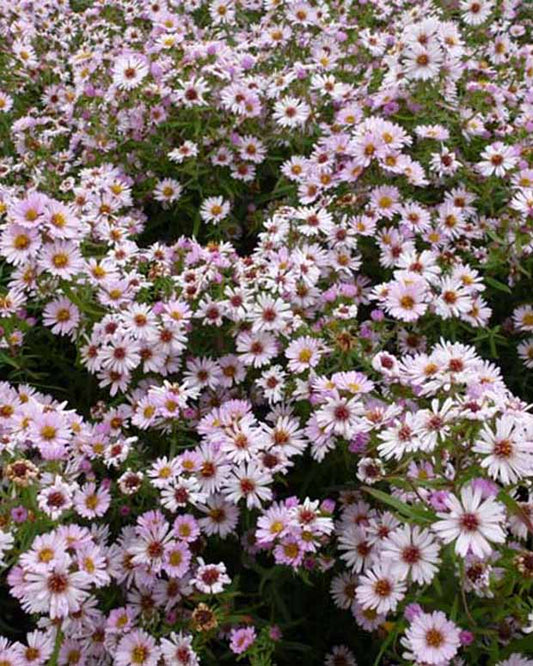 Marguerite d'automne Kylie - Aster kylie - Plantes d'extérieur