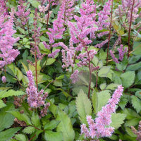 Astilbe hybride Maggie Daley - Astilbe maggie daley - Plantes d'extérieur