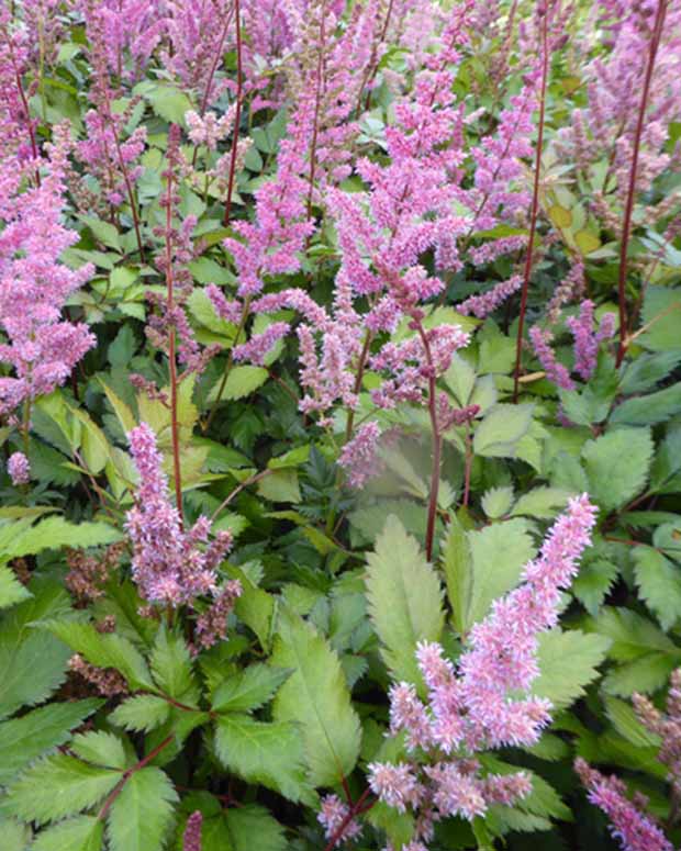 Astilbe hybride Maggie Daley - Astilbe maggie daley - Plantes d'extérieur