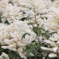 Astilbe hybride Washington - Astilbe washington - Plantes d'extérieur