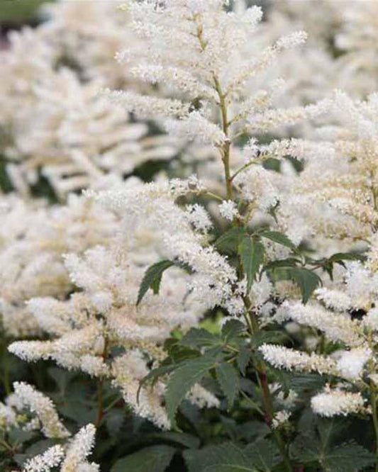 Astilbe hybride Washington - Astilbe washington - Plantes d'extérieur