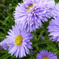 3 Astères de Nouvelle-Belgique Marie Ballard - Aster novi-belgii marie ballard - Plantes d'extérieur