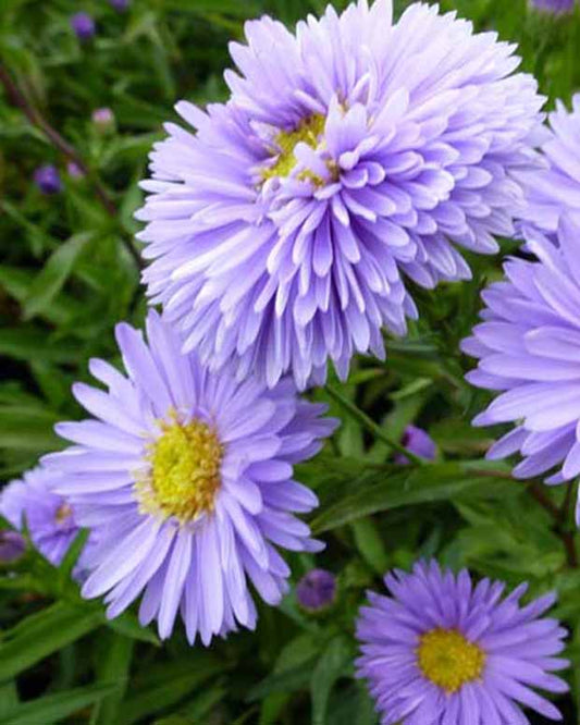 3 Astères de Nouvelle-Belgique Marie Ballard - Aster novi-belgii marie ballard - Plantes d'extérieur