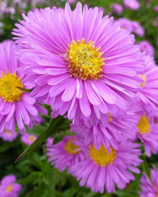 3 Astères à feuilles lisses Patricia Ballard - Aster novi-belgii patricia ballard - Plantes d'extérieur