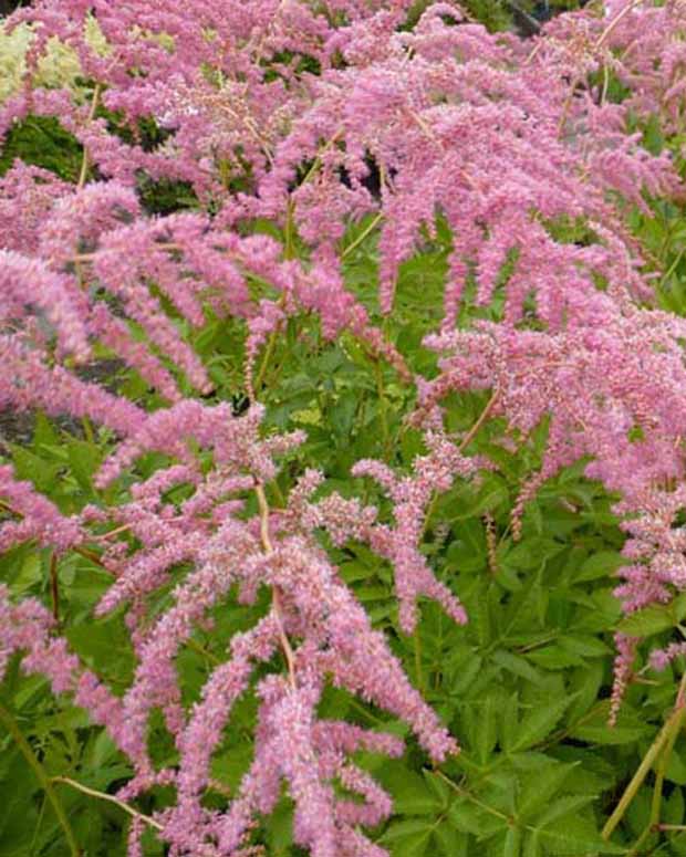 Astilbe de Chine Straussenfeder - Astilbe thunbergii straussenfeder - Plantes vivaces