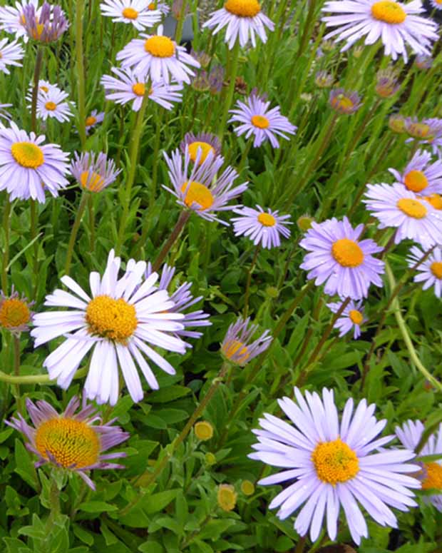 3 Astères de l'Himalaya Wartburgstern - Aster tongolensis wartburgstern - Plantes d'extérieur