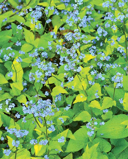 Myosotis du Caucase Dianes Gold - Brunnera macrophylla dianes gold - Plantes d'extérieur