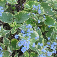 Myosotis du Caucase Hadspen cream - Brunnera macrophylla hadspen cream - Plantes d'extérieur