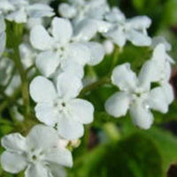 Myosotis du Caucase Marley's White - Brunnera macrophylla marleys white - Plantes d'extérieur