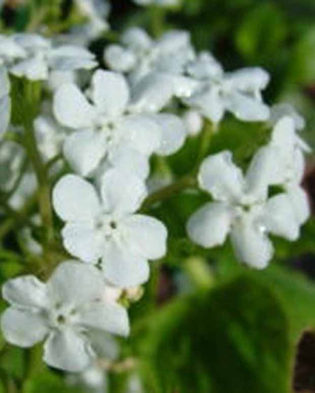 Myosotis du Caucase Marley's White - Brunnera macrophylla marleys white - Plantes d'extérieur