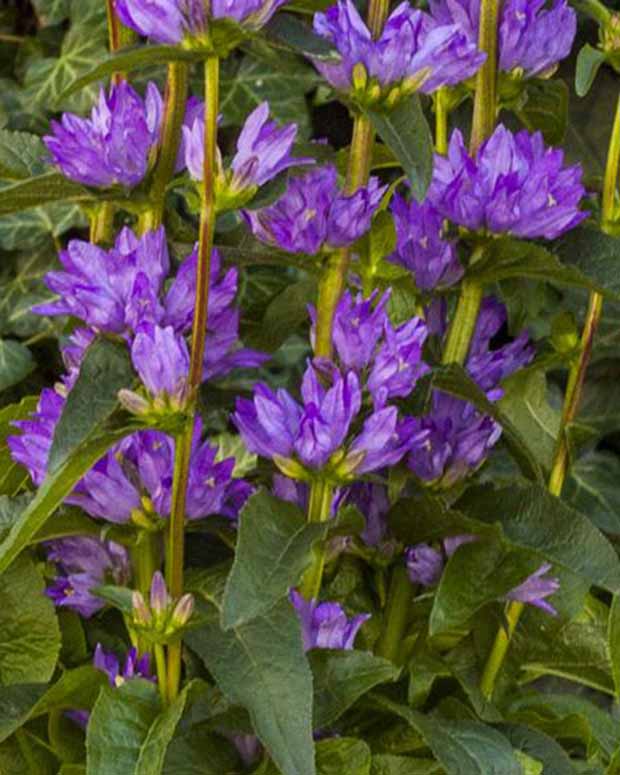 Campanule agglomérée Freya - Campanula glomerata freya - Plantes vivaces