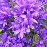 Campanule agglomérée Joan Elliott - Campanula glomerata joan elliott - Plantes d'extérieur