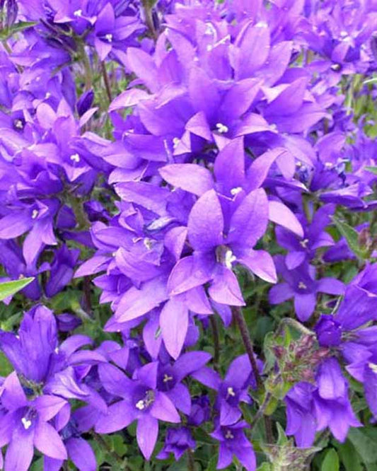 Campanule agglomérée Joan Elliott - Campanula glomerata joan elliott - Plantes d'extérieur