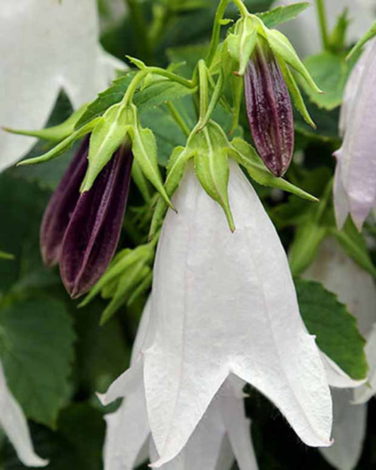 Campanule hybride Iridescent Bells - Campanula iribella iridescent bells - Plantes d'extérieur