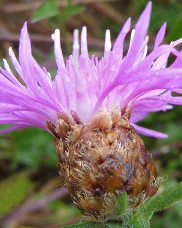 3 Centaurées jacées - Centaurea jacea - Plantes d'extérieur