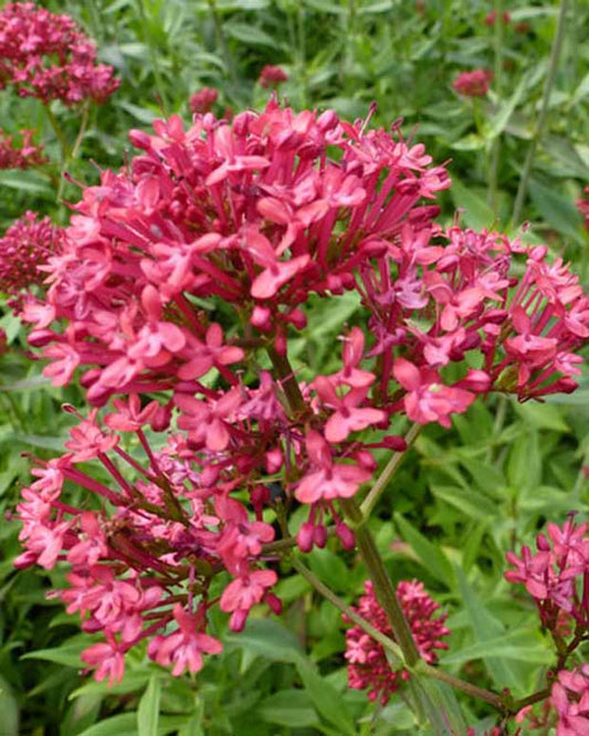 3 Valériane Rosenrot - Centranthus ruber rosenrot - Plantes d'extérieur