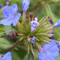 Plumbago de Willmott Forest Blue -Dentelaire arbustive - Ceratostigma willmottianum lice forest blue - Plantes d'extérieur