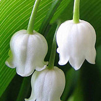 Muguet à grandes fleurs Bridal Choice - Convallaria majalis bridal choice - Plantes d'extérieur