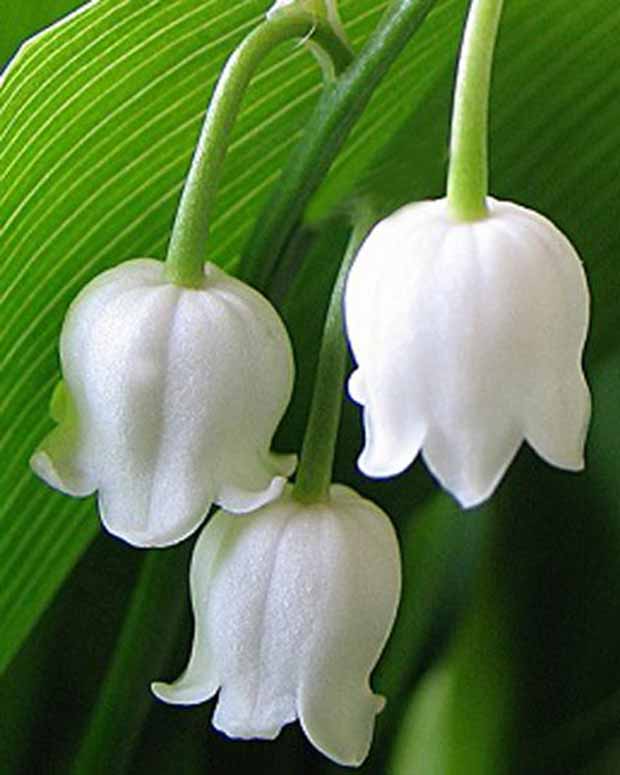 Muguet à grandes fleurs Bridal Choice - Convallaria majalis bridal choice - Plantes vivaces