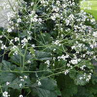 Chou nuage blanc - Crambe cordifolia - Plantes d'extérieur