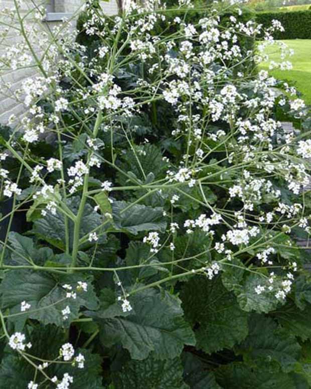 Chou nuage blanc - Crambe cordifolia - Plantes d'extérieur