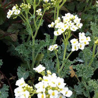 Crambe maritima choux maritime - Crambe maritima - Plantes d'extérieur