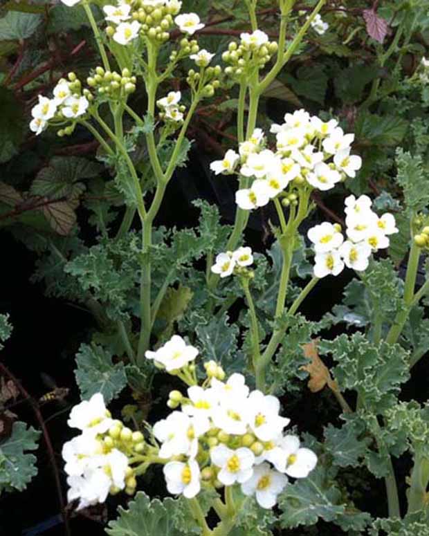 Crambe maritima choux maritime - Crambe maritima - Plantes d'extérieur