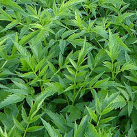 Chanvre vivace - Datisca cannabina - Plantes d'extérieur