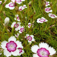 3 Œillets à delta Arctic Fire - Dianthus deltoides arctic fire - Plantes d'extérieur