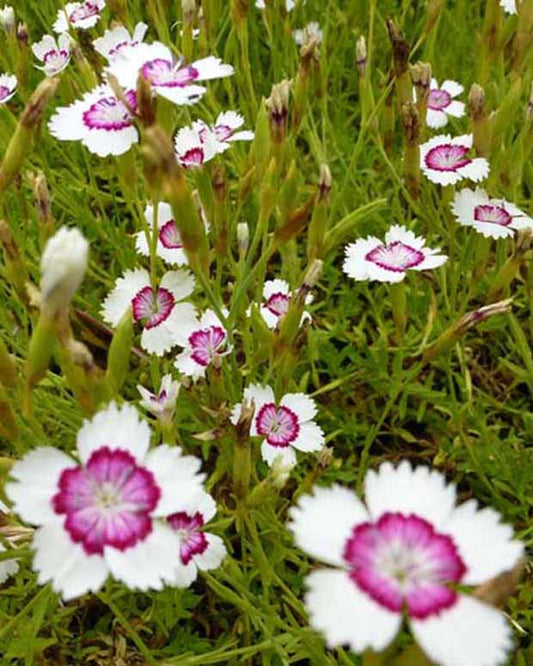 3 Œillets à delta Arctic Fire - Dianthus deltoides arctic fire - Plantes d'extérieur