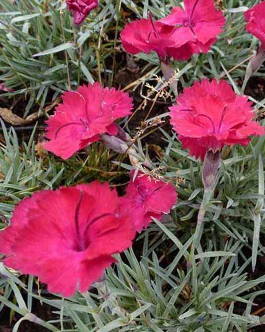 3 Œillets de la Pentecôte Badenia - Dianthus gratianopolitanus badenia - Plantes d'extérieur